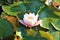 Water lilies flowering on the lake, Luxembourg