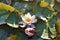 Water lilies flowering on the lake, Luxembourg