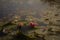 Water lilies flowering on the lake, Luxembourg