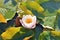 Water lilies flowering on the lake, Luxembourg