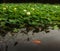 Water lilies and golden carp