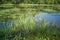 Water lilies Herbs on the Des Milles Iles River