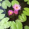 Water Lilies and Lily Pads in Pond