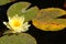 Water lilies Nymphaea flowers in a pond