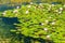 Water lilies Nymphaea sp. cover the surface of a fresh water pond. Water lilies are rooted in soil while there leaves and flowers