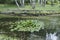 Water lilies Nymphea on a pond