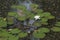 Water lilies Nymphea on a pond