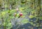 Water lilies in a pond