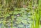 Water lilies in a pond