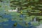 Water lilies in a pond nature background