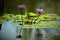 Water lilies and pond reflection