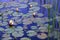 Water lilies in pond with reflection of blue sky