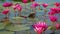 Water lilies in a pond. Shoot with panning. Thailand