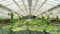 Water lilies and pond in Victoria glasshouse of Munich Botanical Garden