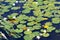 Water lilies in quite lake in the summer park