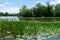 Water Lilies and Reeds at the Humboldt Park Lagoon in Chicago