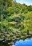 Water lilies and reflecting trees in the forest lake. Idyllic blue green picture. Mecklenburg-Vorpommern