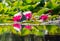 Water lilies reflections at Beaver lake in Stanley park, Vancouver BC, Canada