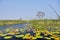 Water Lilies, Wetlands Landscape, Okavango Delta