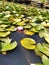 Water lilies2