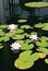 Water Lillies