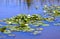 Water lillies in a blue pond in a calm serene scene