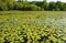 water lillies cover Keating lagoon, cooktown, queensland, australia