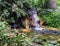 Water lillies, Nymphaeaceae, in tropical Brazilian rain forest