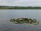 Water lillies on the surface of lake Milada chabarovice czech republic