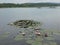 Water lillies on the surface of lake Milada chabarovice czech republic