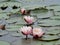 Water lillies on the surface of lake Milada chabarovice czech republic