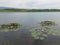 Water lillies on the surface of lake Milada chabarovice czech republic