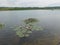 Water lillies on the surface of lake Milada chabarovice czech republic