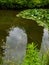 Water Lillies ,Water Lily ,Lotus in pond