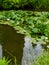 Water Lillies ,Water Lily ,Lotus in pond