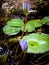 Water lilly in beautiful lake in tropical jungle in Mexico
