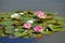 Water Lilly - Flowers of Lotus on Frog Leaves