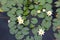 Water lilly with leaves in a water garden in a calm pond. Meditation nature background