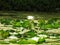 Water Lilly and Lilly pads on the canal