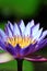 Water lilly/lotus flower closeup