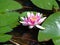 Water Lilly- the most beautiful aquatic plants