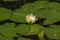 water lilly (Nymphaea alba) floating in pond water