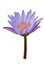 Water lilly, Nymphaea caerulea, white background