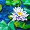 Water Lily