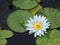 Water Lily