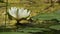 Water lily aquatic plant pond in spring