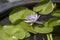 Water lily bloom, Grand Palace, Bangkok, Thailand