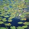 Water lily bloom in the lake. Kenozersky Park