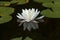 Water lily in bloom on Spectacle Pond in Vermont