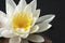 Water lily in bloom on Spectacle Pond in Vermont